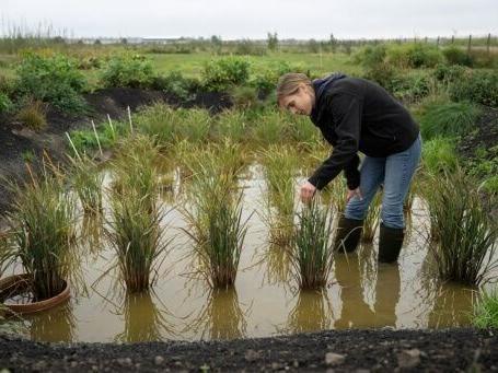 Growing rice in the UK 'not so crazy' as climate warms